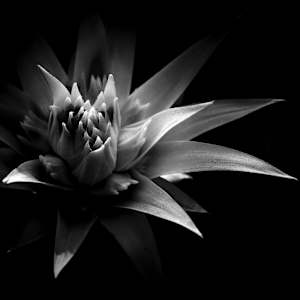 Black Liquid by Hugh Walker, Image 1.