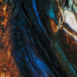 Blue Wood by Hugh Walker, Image 3.