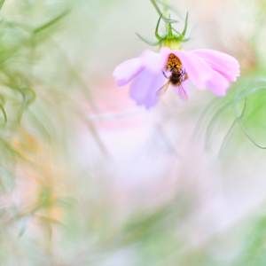 Cosmos with a Bee #1 by John Derryberry, Image 1.