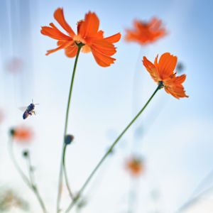 Cosmos with Bee #2 by John Derryberry, Image 1.