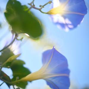 Morning Glory #1 by John Derryberry, Image 1.