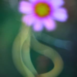 Cosmos #10 Pink - Dancing Flower by John Derryberry, Image 1.