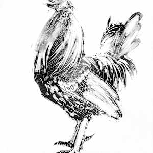 Rooster by renée  alyson, Image 1.