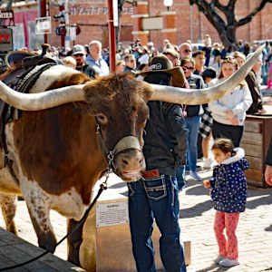 Feeling Bullish by Christy Crimmins Garcia, Image 1.