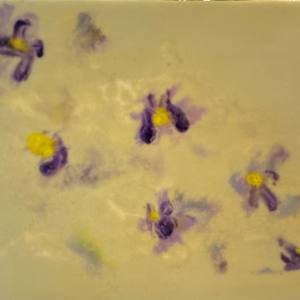 Endangered Flower Study # 2 by Jennifer Leigh Harrison, Image 1.