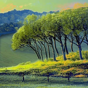 The Copse by Steve Avey, Image 1.