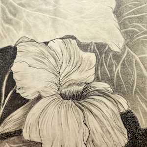 Functional Beauty - Nasturtium by Lynn Cote, Image 15.