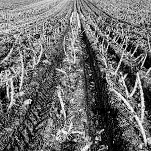 January_26_12-12_untitled_20_ulm6xo_0 by Ellen Konar & Steve Goldband, Image 20.