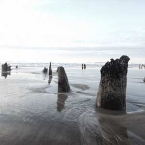 GHOST FOREST untitled by Ellen Konar & Steve Goldband, Image 1.