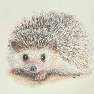 Hedgehog by Stephanie Henry, Image 1.