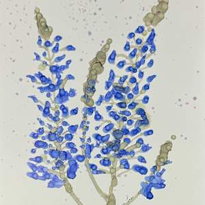 Lupine by Barbara Liss