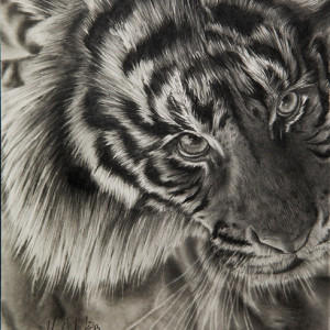 Eye of the Tiger by Karon Clerk