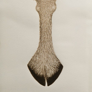 The Mirror of Genoveva by Meret Oppenheim