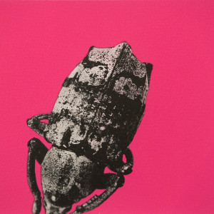 Pink Bug by Barbara Madsen 