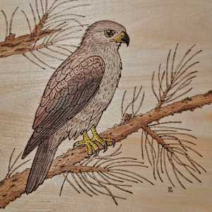 Ferruginous Hawk by Mara Wolf, Image 1.