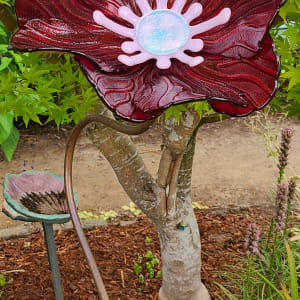 Garden Flower-Cherry Red Irid with Pink Stamens & Dichroic  Center 