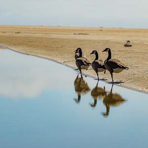 Geese at Gazos Creek State Beach, CA by Brechin "Miss B" Flournoy, Image 1.