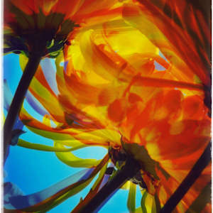 Mums by Brechin "Miss B" Flournoy, Image 1.