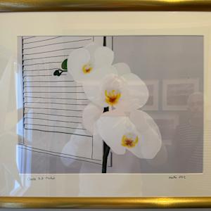 Chalk Pit Orchid by Martin Briggs 