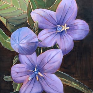 Platycodon by Bradley Leslie Art