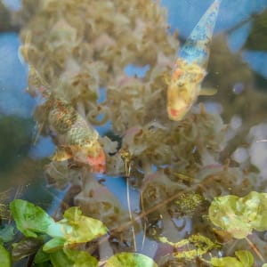 Curious Camouflage 1of10 by Victoria Johns Art