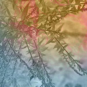 Admiration  2of10 by Victoria Johns Art 