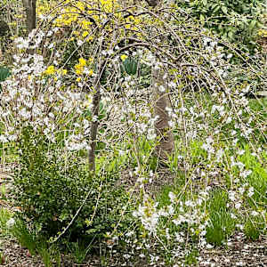 Early Spring by Ellen Mandelbaum  Image: Early Spring