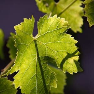 Vine Veins by E Wand
