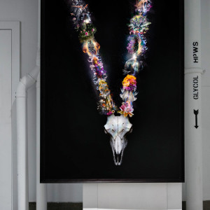 Gemsbok // Oryx Gazella by Kerry Shaw 