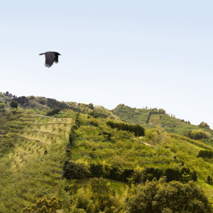 "Plum Farm Ravens" Wakayama, Japan by Kerry Shaw