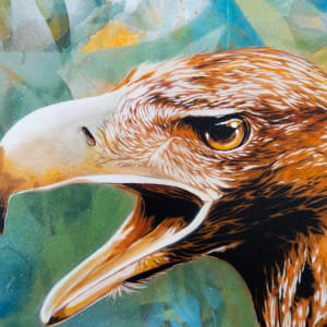 Eagle Eye by Geoff Cunningham 