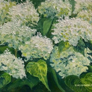 August Hydrangea Bloom by Helen Shideler