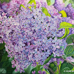 Sunny Serenade by Helen Shideler