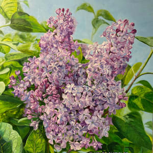 Lavender Lilacs by Helen Shideler 