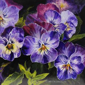 Pansies a Perennial Favourite by Helen Shideler 