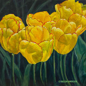 Sunny Tulips by Helen Shideler