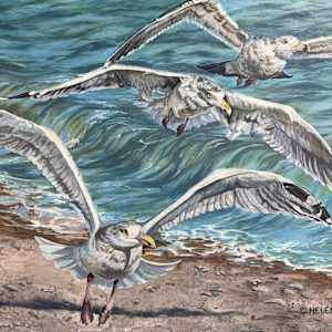Squawk Squadron by Helen Shideler