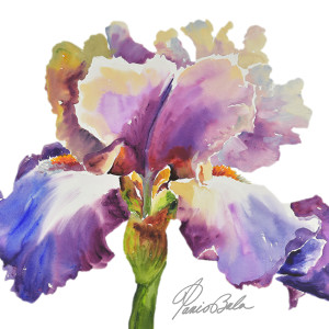 Horizontal Purple Iris by Tanis Bula
