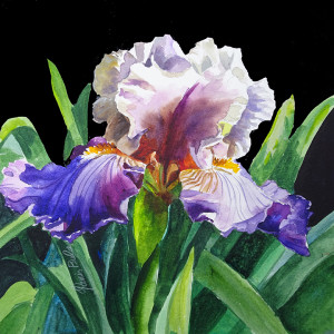 Purple White Iris by Tanis Bula
