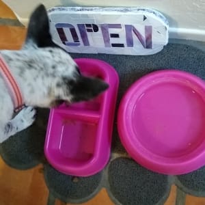 Open-Closed (sign) by Andrea L Edmundson  Image: Freckle eating at "open" food bowl.