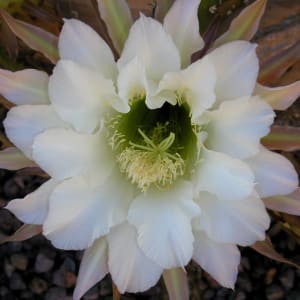 Cereus Inspiration by Andrea L Edmundson  Image: My photo of night blooming cereus, the mosaic inspiration