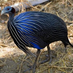 Blue Confusion by Andrea L Edmundson  Image: Vulturine guinea fowl, inspirational image