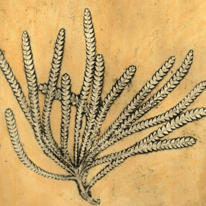 Banksia (Dryandra)1, 4/8 by Jacky Lowry