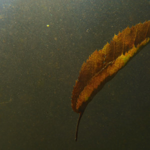 Floating Leaf by Alan Powell