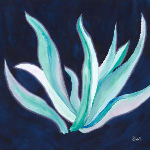 Agave Meditates With The Midnight Sky