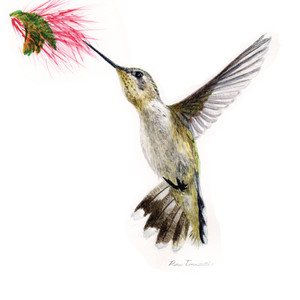 Female Hummingbird by Penn A. Tomassetti