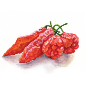 The Hottest Peppers by Penn A. Tomassetti