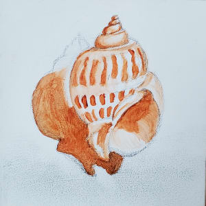 "Shell #1" by Elaine Guitar   Image: Pencil sketch and the beginnings of a acrylic underpainting. 