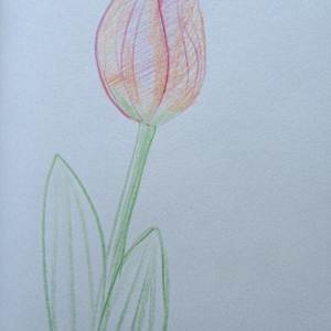 Tulip by Galina Todorova, Image 1.