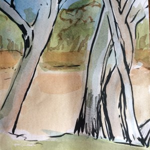 River Red Gums by Barbara Aroney 